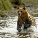 Orso grizzly del knight inlet